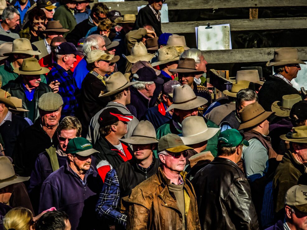 Blue Ribbon Cattle Sale – 2010